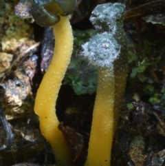 Leotia lubrica at Box Cutting Rainforest Walk - 8 Mar 2018 01:15 PM