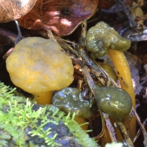 Leotia lubrica at Box Cutting Rainforest Walk - 8 Mar 2018 01:15 PM