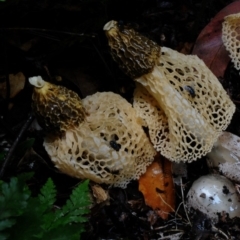 Phallus multicolour (Crinoline Stinkhorn) at Kianga, NSW - 6 Jan 2018 by Teresa