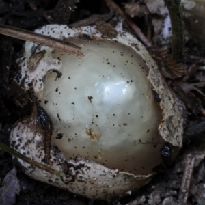 Phallus multicolour at Box Cutting Rainforest Walk - 6 Jan 2018