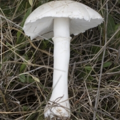 Leucoagaricus sp. at Michelago, NSW - 24 Mar 2019 by Illilanga