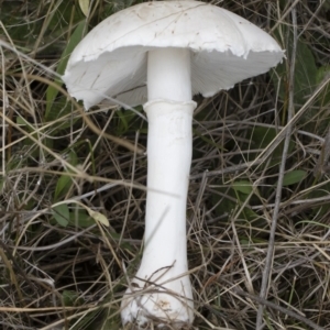 Leucoagaricus sp. at Illilanga & Baroona - 24 Mar 2019 10:48 AM