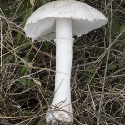 Leucoagaricus sp. at Michelago, NSW - 23 Mar 2019 by Illilanga