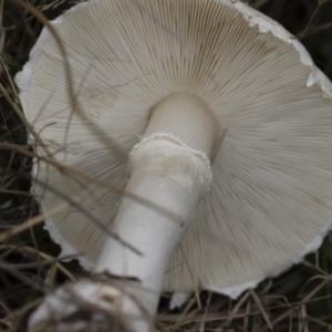 Leucoagaricus sp. at Illilanga & Baroona - 24 Mar 2019 10:48 AM