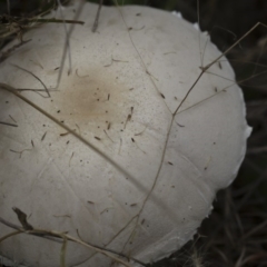 Leucoagaricus sp. at Illilanga & Baroona - 24 Mar 2019 10:48 AM