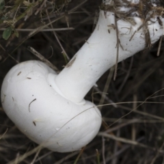 Leucoagaricus sp. at Illilanga & Baroona - 24 Mar 2019 10:48 AM