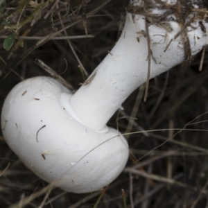 Leucoagaricus sp. at Illilanga & Baroona - 24 Mar 2019 10:48 AM