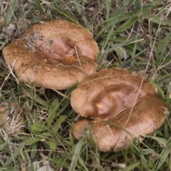 Paxillus involutus (Brown roll-rim) at Michelago, NSW - 24 Mar 2019 by Illilanga