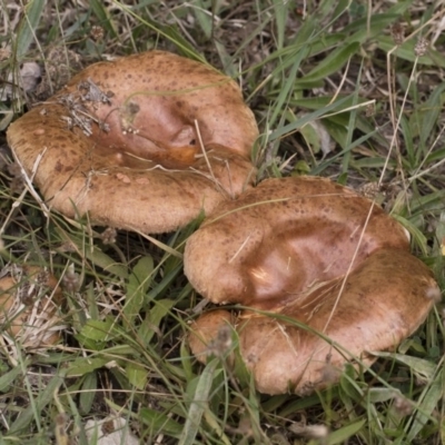 Paxillus involutus (Brown roll-rim) at Illilanga & Baroona - 24 Mar 2019 by Illilanga