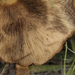 Paxillus involutus at Illilanga & Baroona - 24 Mar 2019