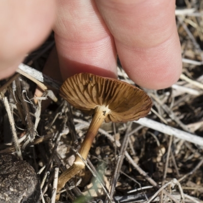 zz agaric (stem; gills not white/cream) at Michelago, NSW - 22 Dec 2018 by Illilanga