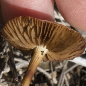 zz agaric (stem; gills not white/cream) at Michelago, NSW - 22 Dec 2018