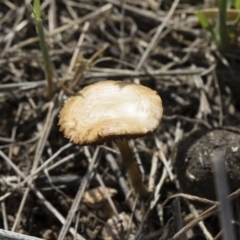 zz agaric (stem; gills not white/cream) at Illilanga & Baroona - 22 Dec 2018