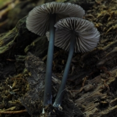 Entoloma sp. (Entoloma) at Kianga, NSW - 25 Mar 2019 by Teresa