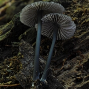 Entoloma sp. at Box Cutting Rainforest Walk - 26 Mar 2019