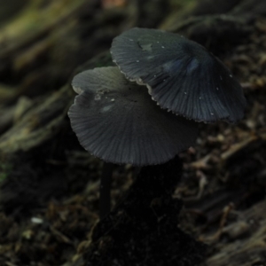 Entoloma sp. at Box Cutting Rainforest Walk - 26 Mar 2019