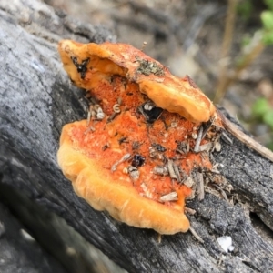 Trametes coccinea at Illilanga & Baroona - 22 Mar 2019