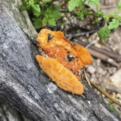 Trametes coccinea at Illilanga & Baroona - 22 Mar 2019