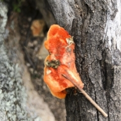 Trametes coccinea at Illilanga & Baroona - 22 Mar 2019 11:54 AM