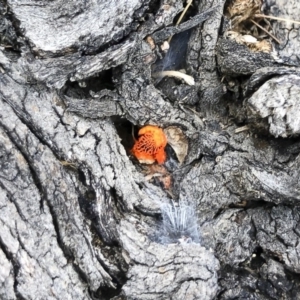 Trametes coccinea at Illilanga & Baroona - 22 Mar 2019