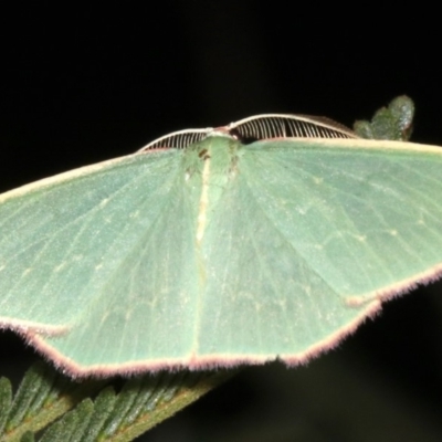 Chlorocoma dichloraria (Guenee's or Double-fringed Emerald) at Mount Ainslie - 24 Mar 2019 by jb2602