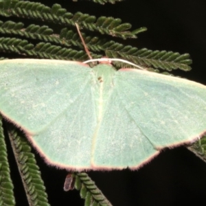 Chlorocoma dichloraria at Ainslie, ACT - 24 Mar 2019