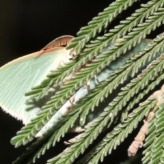 Chlorocoma dichloraria at Ainslie, ACT - 24 Mar 2019 09:55 PM