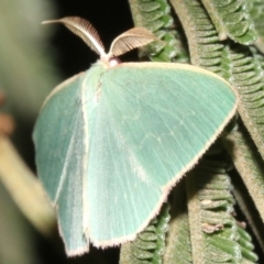 Chlorocoma dichloraria at Ainslie, ACT - 24 Mar 2019