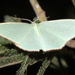 Chlorocoma dichloraria (Guenee's or Double-fringed Emerald) at Mount Ainslie - 24 Mar 2019 by jb2602