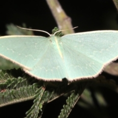 Chlorocoma dichloraria (Guenee's or Double-fringed Emerald) at Ainslie, ACT - 24 Mar 2019 by jbromilow50