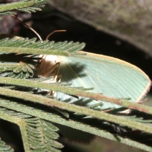 Chlorocoma dichloraria at Ainslie, ACT - 24 Mar 2019