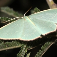 Chlorocoma dichloraria at Ainslie, ACT - 24 Mar 2019