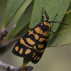 Asura lydia (Lydia Lichen Moth) at Michelago, NSW - 22 Mar 2019 by Illilanga