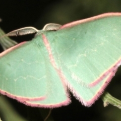 Chlorocoma (genus) (Emerald moth) at Mount Ainslie - 24 Mar 2019 by jb2602