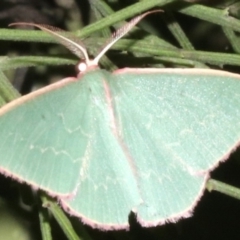 Chlorocoma (genus) at Ainslie, ACT - 24 Mar 2019