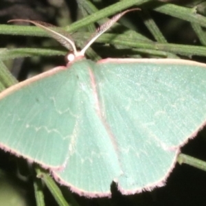 Chlorocoma (genus) at Ainslie, ACT - 24 Mar 2019 09:47 PM