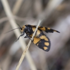 Asura lydia (Lydia Lichen Moth) at Michelago, NSW - 30 Dec 2018 by Illilanga
