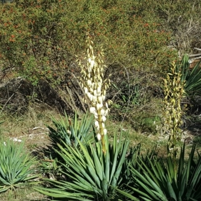 Yucca aloifolia (Spanish Bayonet) at Jerrabomberra, ACT - 26 Mar 2019 by Mike