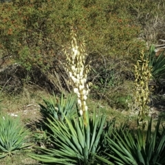 Yucca aloifolia (Spanish Bayonet) at Isaacs Ridge and Nearby - 26 Mar 2019 by Mike
