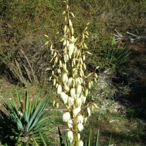 Yucca aloifolia at Isaacs Ridge - 26 Mar 2019