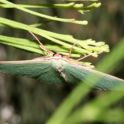 Chlorocoma (genus) (Emerald moth) at Ainslie, ACT - 24 Mar 2019 by jb2602