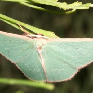 Chlorocoma (genus) at Ainslie, ACT - 24 Mar 2019 10:10 PM