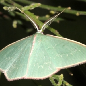 Chlorocoma (genus) at Ainslie, ACT - 24 Mar 2019 10:10 PM