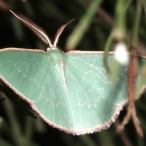 Chlorocoma (genus) at Ainslie, ACT - 24 Mar 2019 10:10 PM