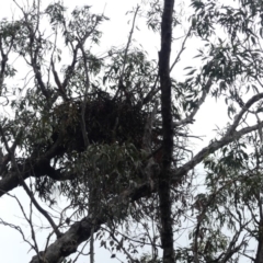 Aquila audax (Wedge-tailed Eagle) at Mount Majura - 18 Mar 2019 by WalterEgo