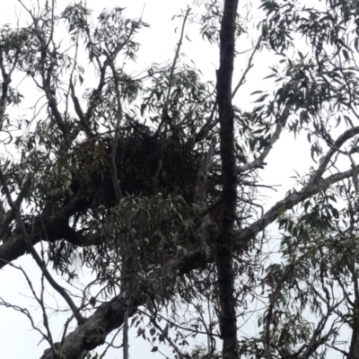 Aquila audax (Wedge-tailed Eagle) at Mount Majura - 18 Mar 2019 by WalterEgo