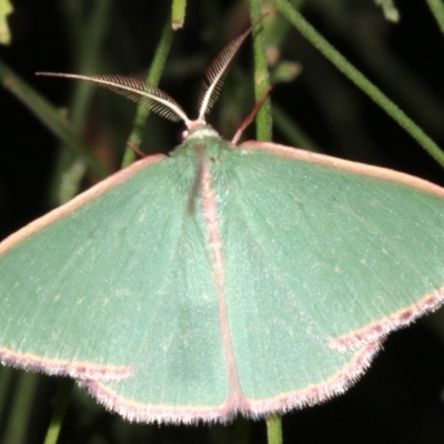 Chlorocoma undescribed species MoVsp3 (An Emerald moth) at Ainslie, ACT - 24 Mar 2019 by jbromilow50