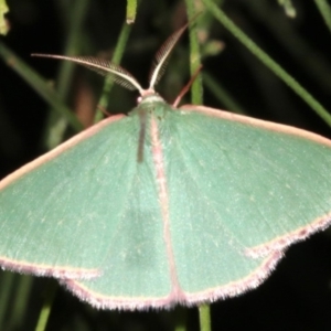 Chlorocoma undescribed species (sp.3 MoV) at Ainslie, ACT - 24 Mar 2019 10:14 PM