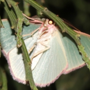 Chlorocoma (genus) at Ainslie, ACT - 24 Mar 2019 11:42 PM