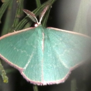 Chlorocoma (genus) at Ainslie, ACT - 24 Mar 2019 11:42 PM